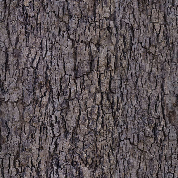 BarkDecidious0194 Free Background Texture tree bark